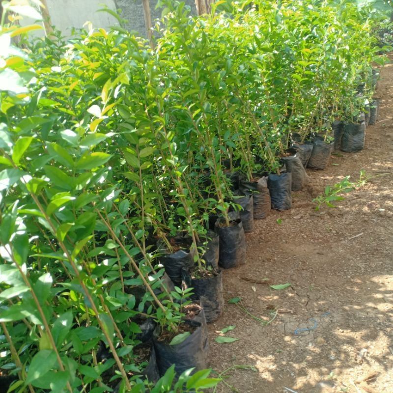 BAHAN BONSAI ANTING PUTRI dari biji