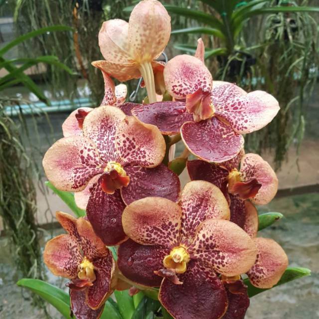 Anggrek Vanda Dewasa Siap Bunga Gradasi Coklat Hybrid