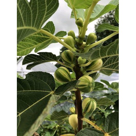 

Bibit buah TIN JNIS REGATO POPONE buah Belang terlaris