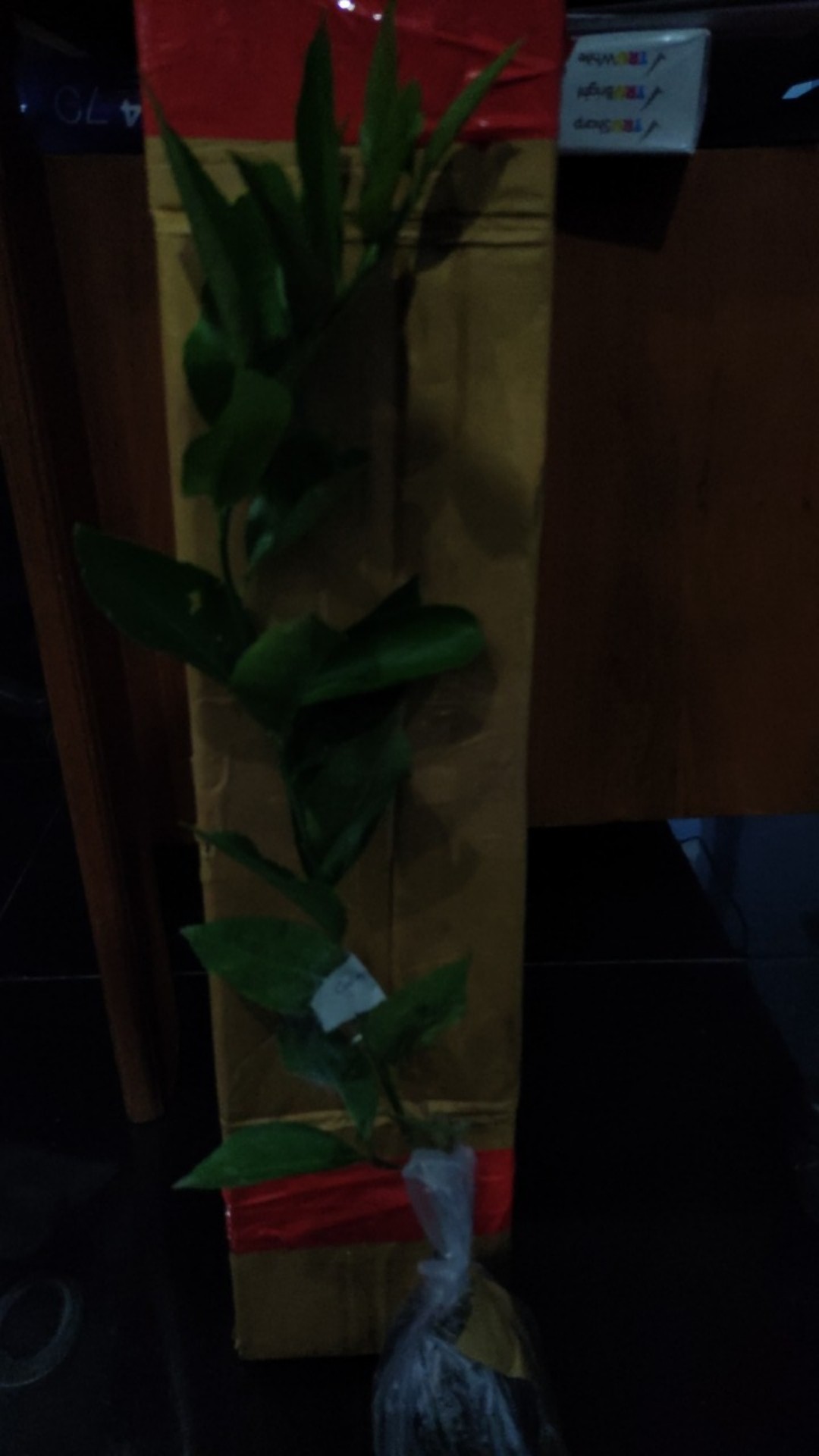 Bibit Jeruk Lemon Jumbo Parfum