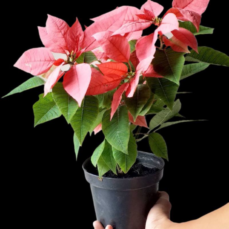 PAKET 3 WARNA BUNGA SUPER KASTUBA POINSETTIA WARNA RANDOM | TERMURAH