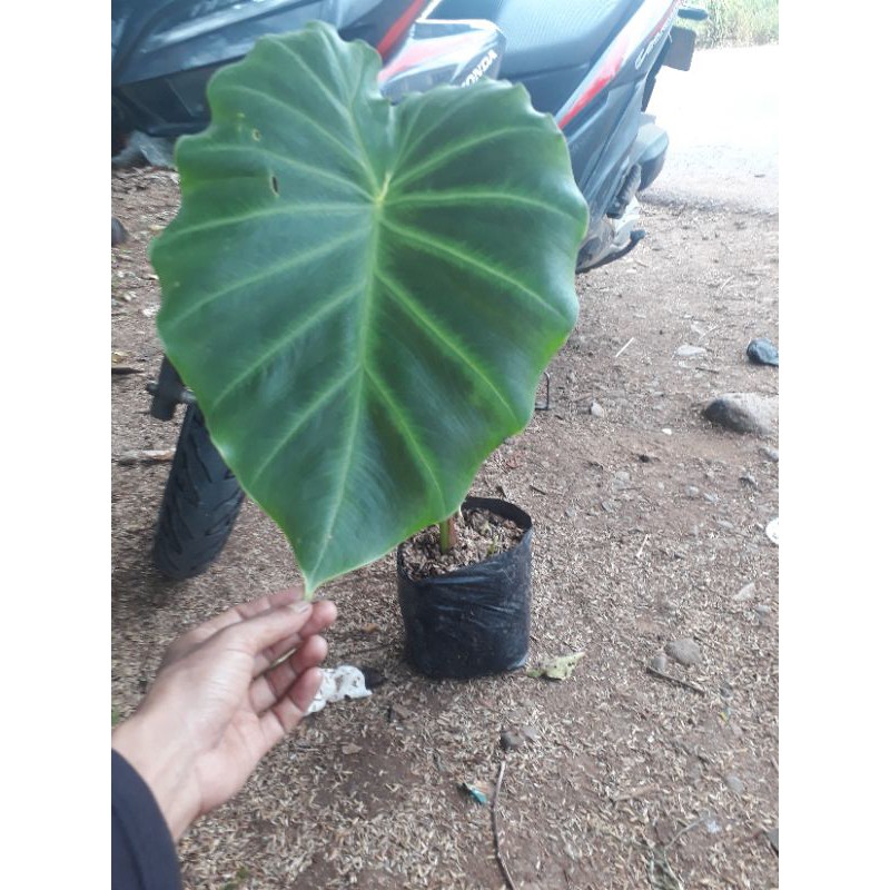 Tanaman hias keladi vivipara-Tanaman hias alocasia vivipara