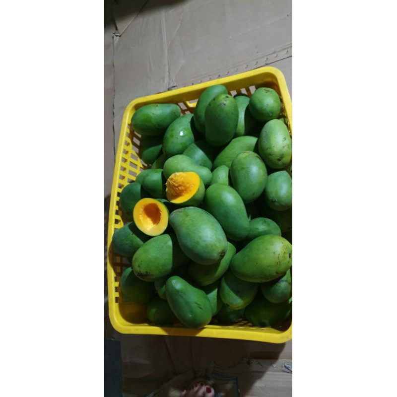 

Mangga klonal / mangga apukat Tua Pohon