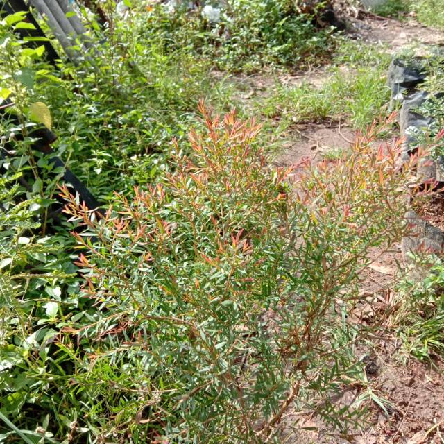 Bibit Tanaman Bonsai Minyak Kayu Putih Micro