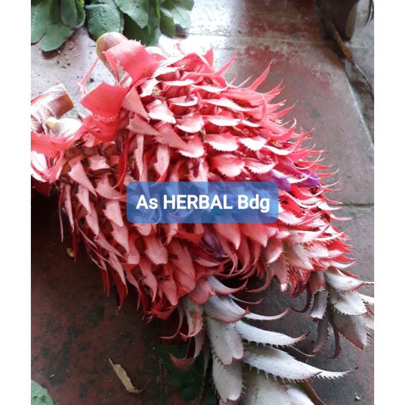 

Paket hemat 500 gram nanas merah muda asli segar nanas hutan-az