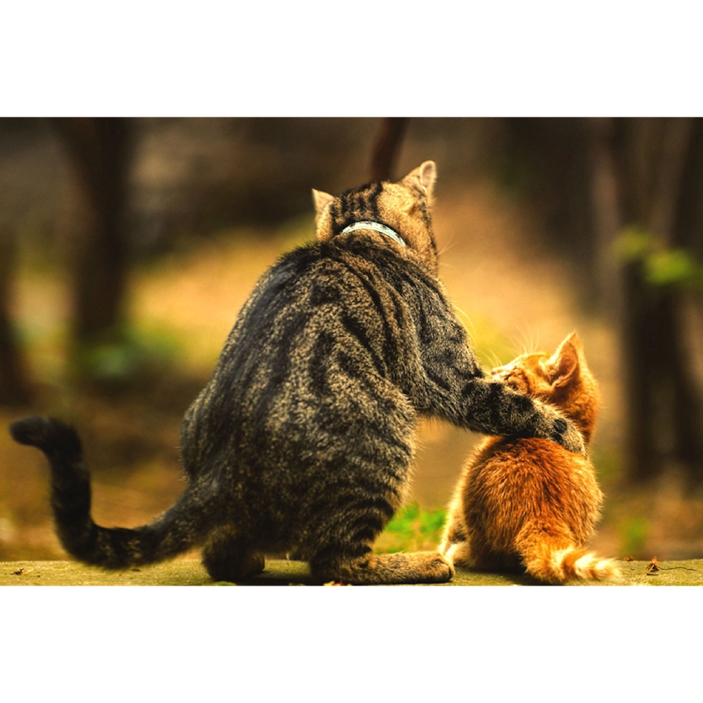 Puzzle Kayu Besar Gambar Kucing Lucu 300 520 1000 Untuk Dewasa