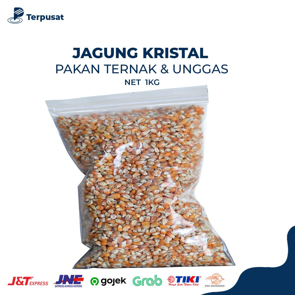 Jagung Kristal Pakan Burung Dara Merpati Pos Pakan Ayam Pakan Ternak Pakan Peliharaan 1 Kg Shopee Indonesia