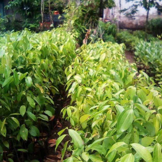 Bibit kayu manis 1 meter // kayu manis
