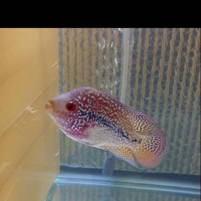 Alumunium Bubble Foil Latar Belakang Background Akuarium Meteran Shopee Indonesia