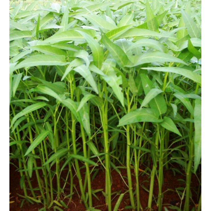 paket super hemat harga seribuan biji benih sayur selada paprika tomat bayam dll-kangkung 20