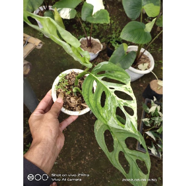 janda bolong varigata lokal