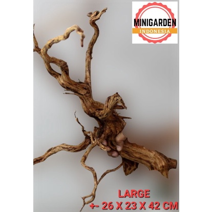 AKAR RASAMALA LARGE kayu rasamala aquascape hiasan aquarium PREMIUM