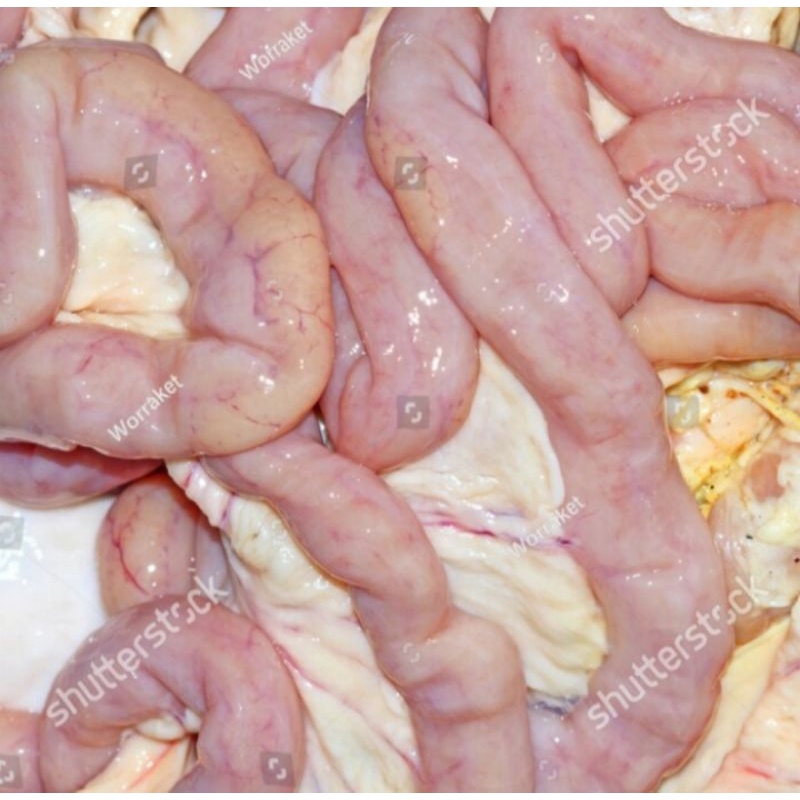 DAGING BABI BAGIAN USUS KECIL DAN BESAR