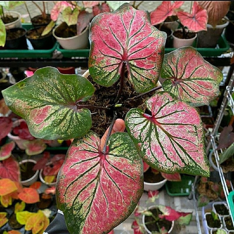 Keladi Hanoman Obong