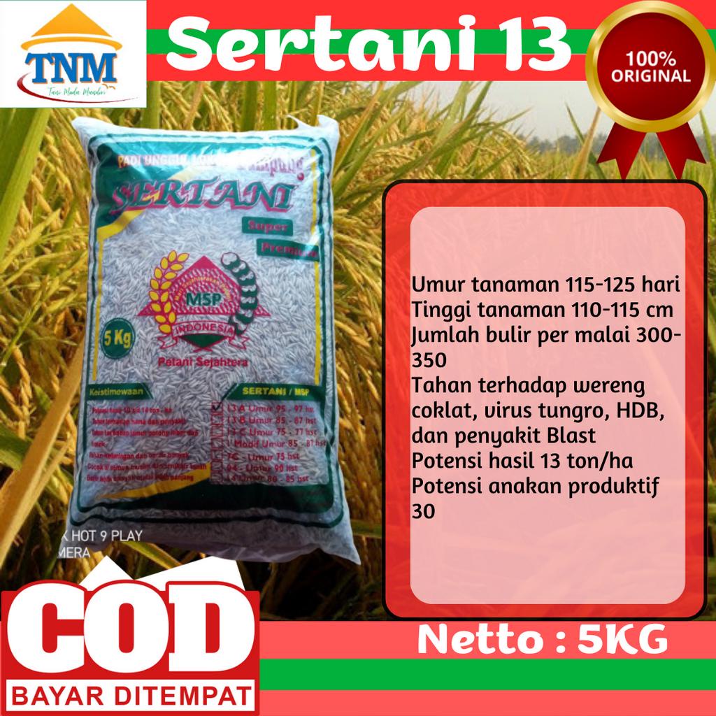 Biji Padi Sertani 13A kemasan 5KG