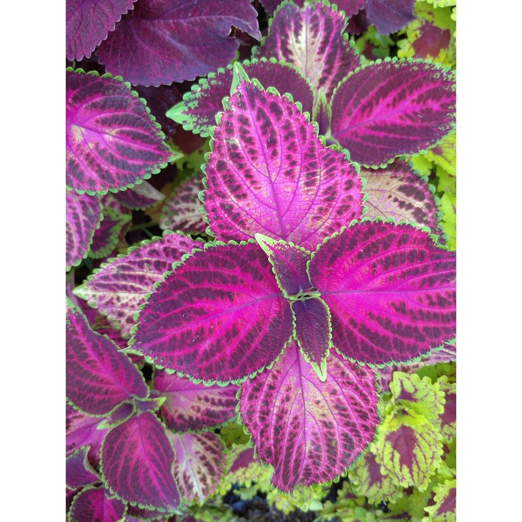 Tanaman Hias~Coleus atropurpureus (Plectranthus scutellarioides)~Minimal 4 pohon