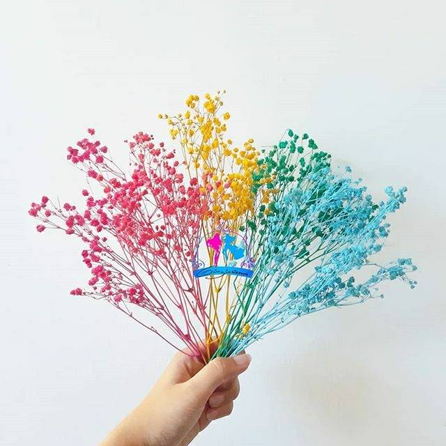 Colored Rainbow Dried Baby Breath | Dried Gypsophila | Bunga Babybreath Kering Asli Warna Pelangi