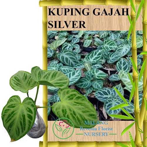 Tanaman Kuping  Gajah  Silver  Shopee Indonesia