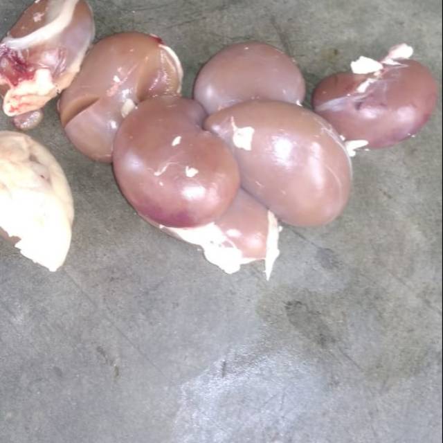 

Ginjal Kambing 1/2 kg