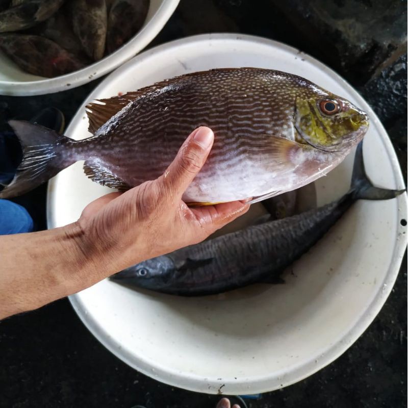 

Ikan Baronang Segar 1 Kg