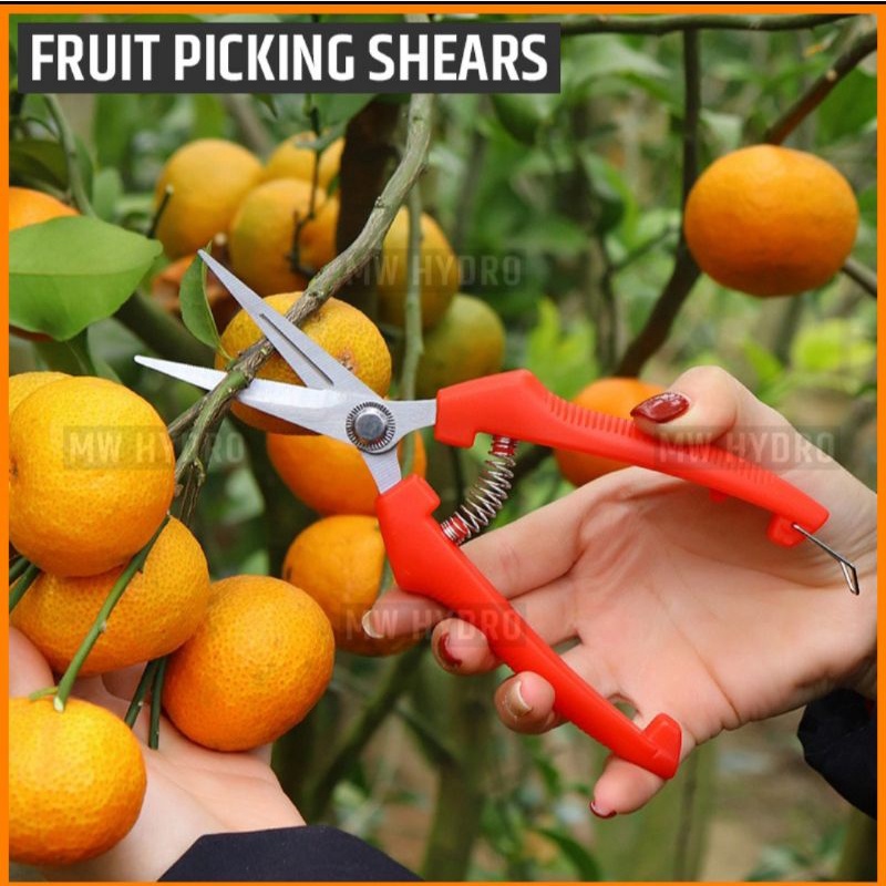 gunting ranting pohon tanaman bonsai buah daun fruit picking thinning sears