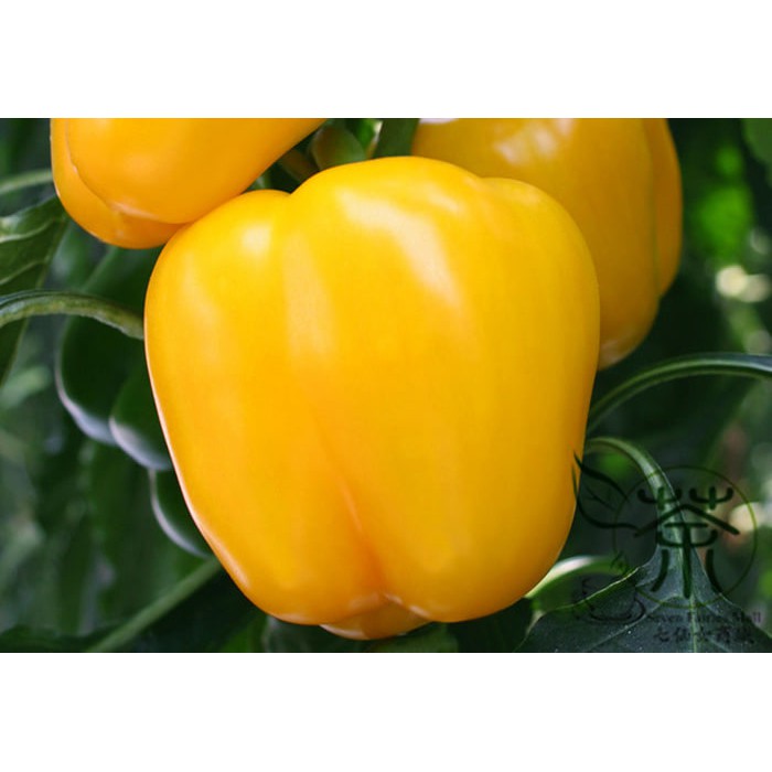 5  benih Paprika kuning Polaris F1  bibit tanaman sayur sayuran cabe cabai bisa hidroponik