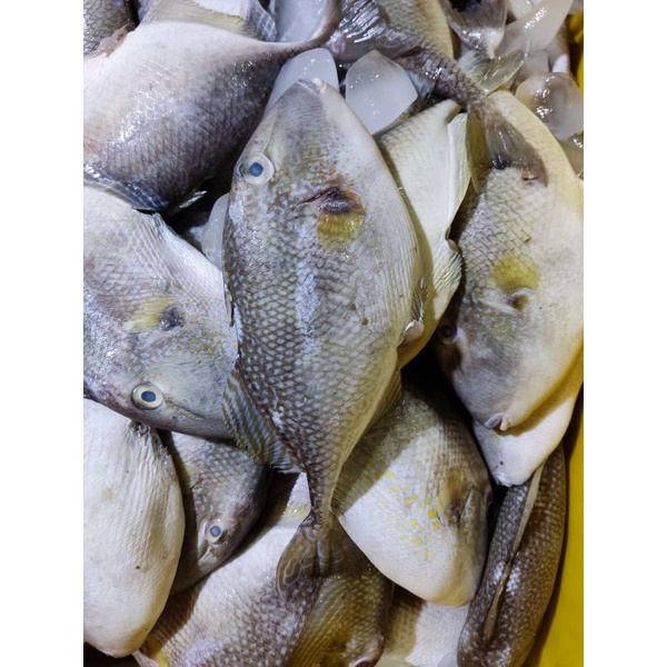

Ikan Ayam - Ayam / kg