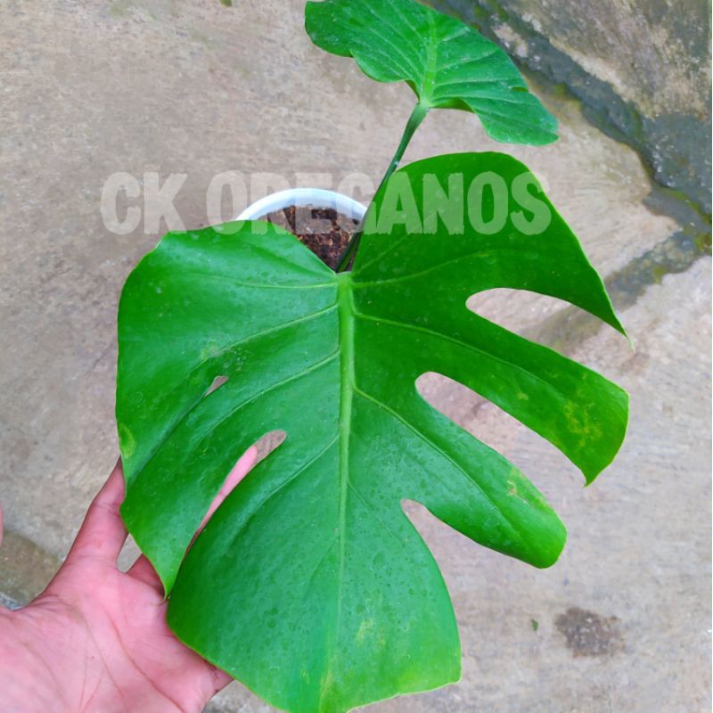 monstera delisiosa king remaja
