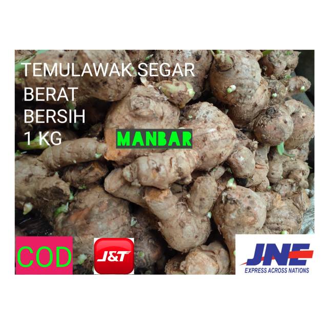 

MANBAR- TEMULAWAK SEGAR PENAMBAH DAYATAHAN TUBUH