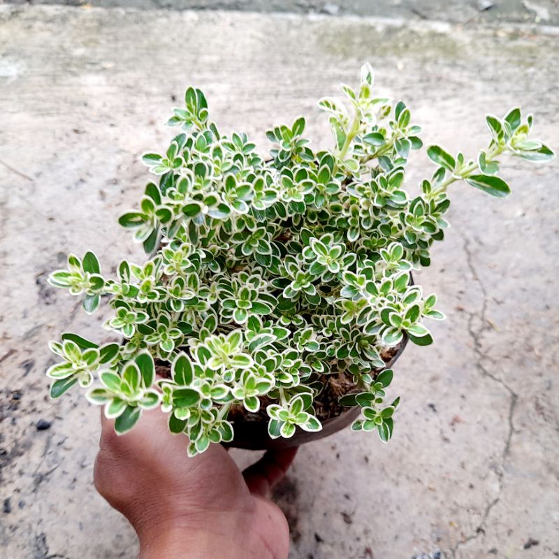 Tanaman Hias Mirten Mikro putih Bahan Bonsai