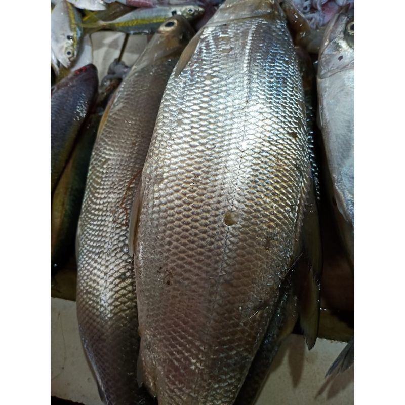 

Ikan Bandeng Besar / 1kg