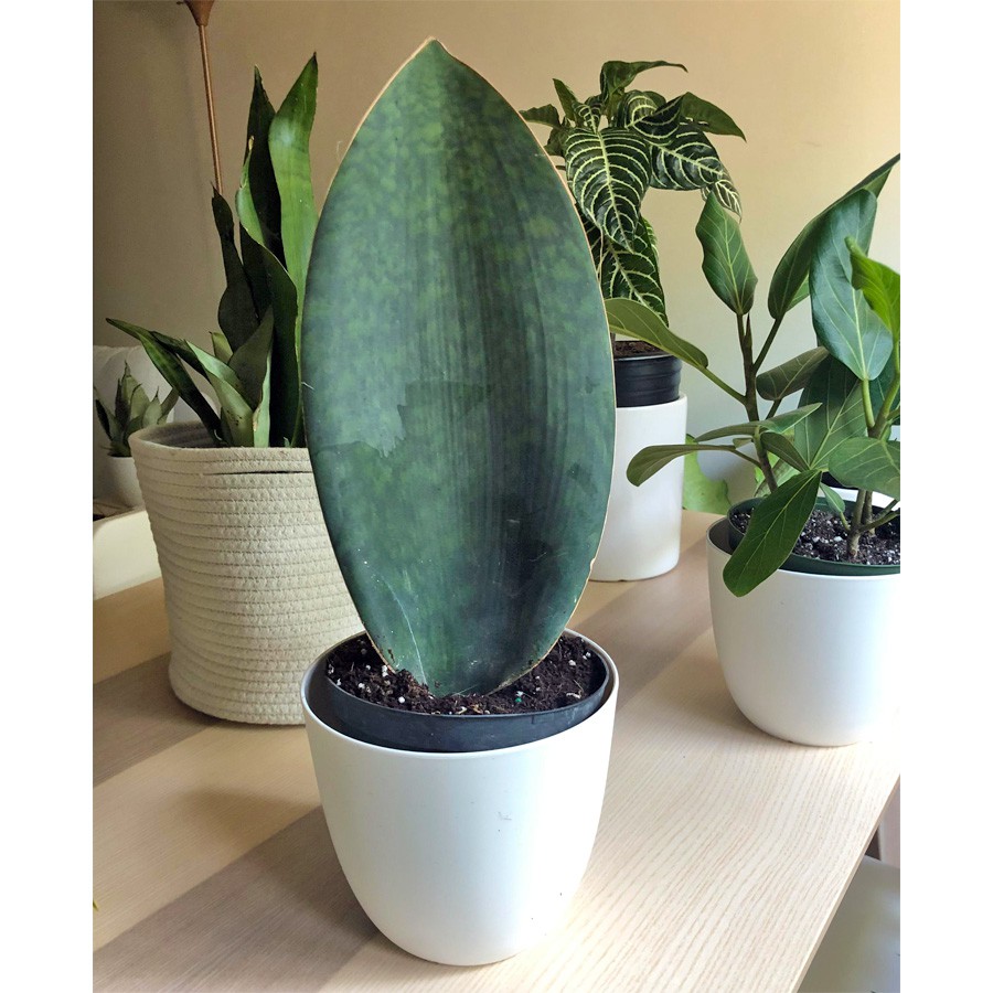 Lidah Mertua Sansevieria Sansivera Sansiviera Sensiviera Masoniana Giant Centong Jumbo LM-MS-2030