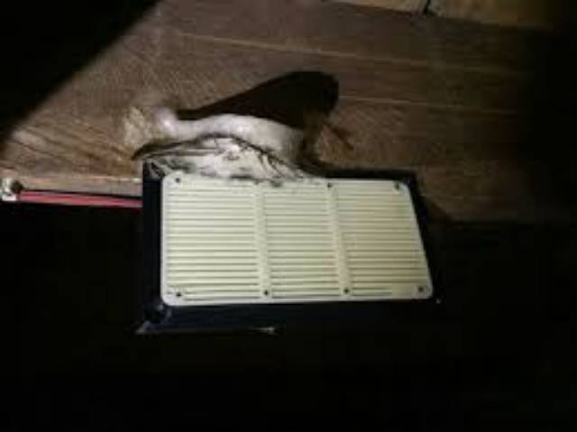 Tweeter tuiter speaker walet inap PIRO 88 dengan nesting plank sehingga walet mudah buat sarang