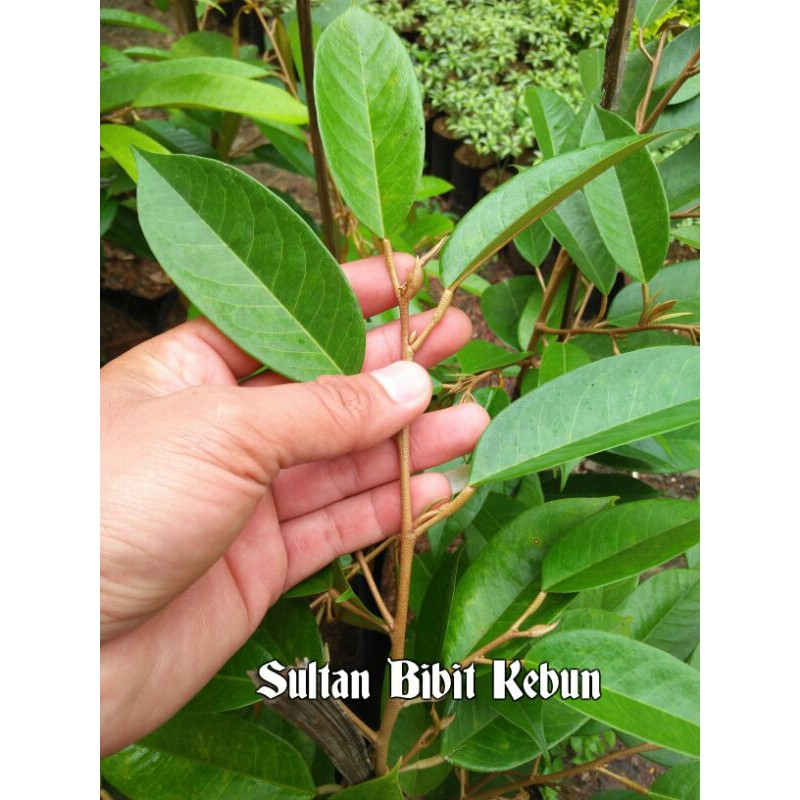 Entres durian bawor super