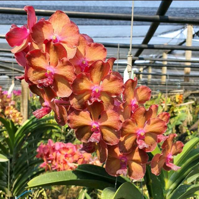 Anggrek Vanda Teslata Orange Dewasa Hybrid Siap Bunga