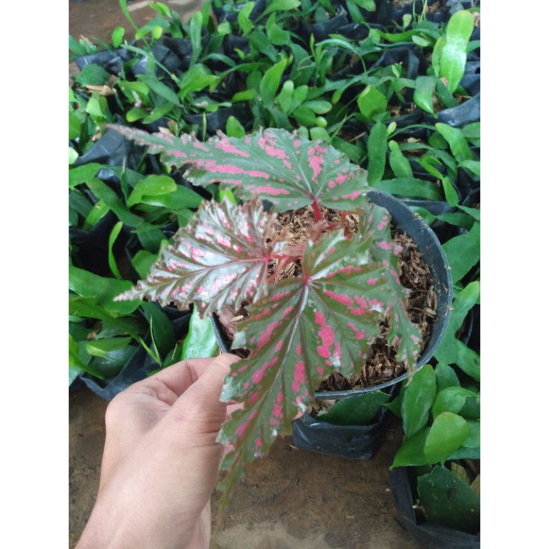 Tanaman Hias begonia rex walet |   Begonia / pandalovers
