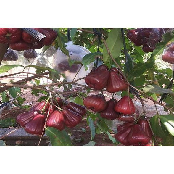 Af Bibit Jambu Air King Rose Unggul | Tanaman Buah Jambu King Rose