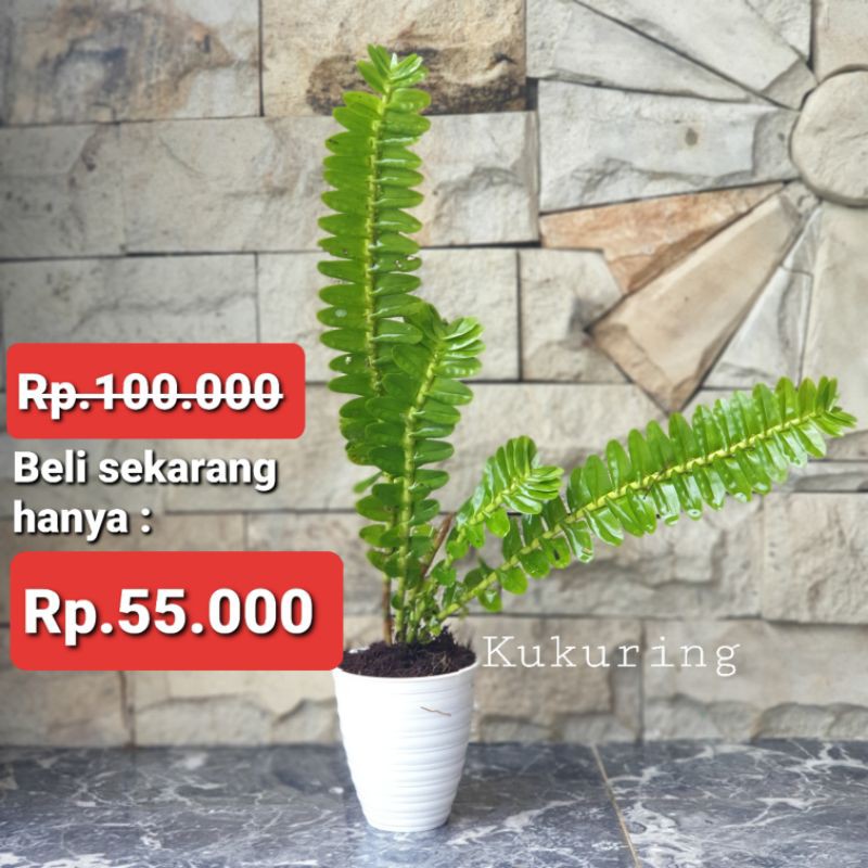 Tanaman hias langka kadaka pakis cantik dengan pot tawon putih