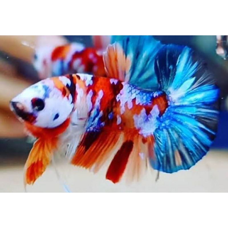 cupang multicolor, koi galaxy gold, fccp yellow