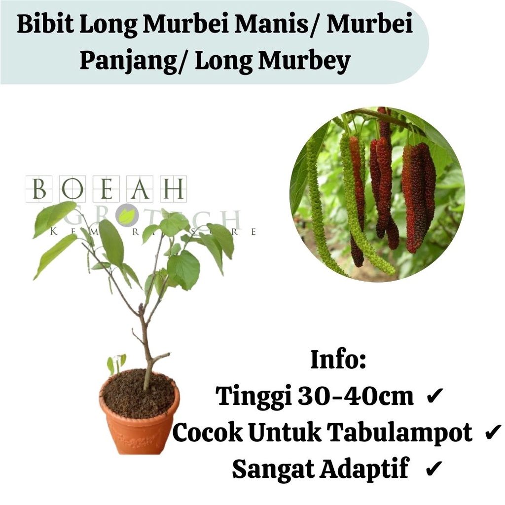 Bibit Long Murbei Manis/ Murbei Panjang/ Long Murbey