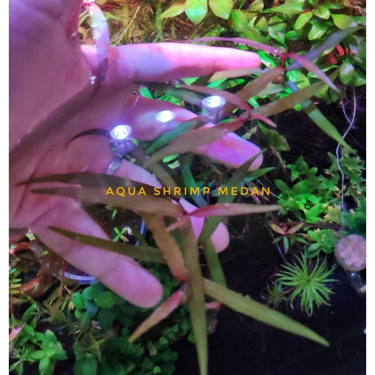 Ludwigia Brevipes Tanaman Aquascape
