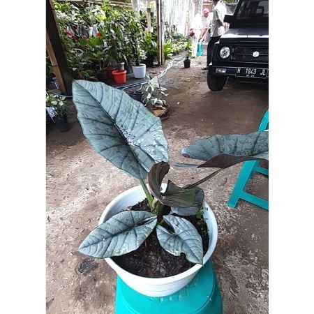 Alocasia Nebula