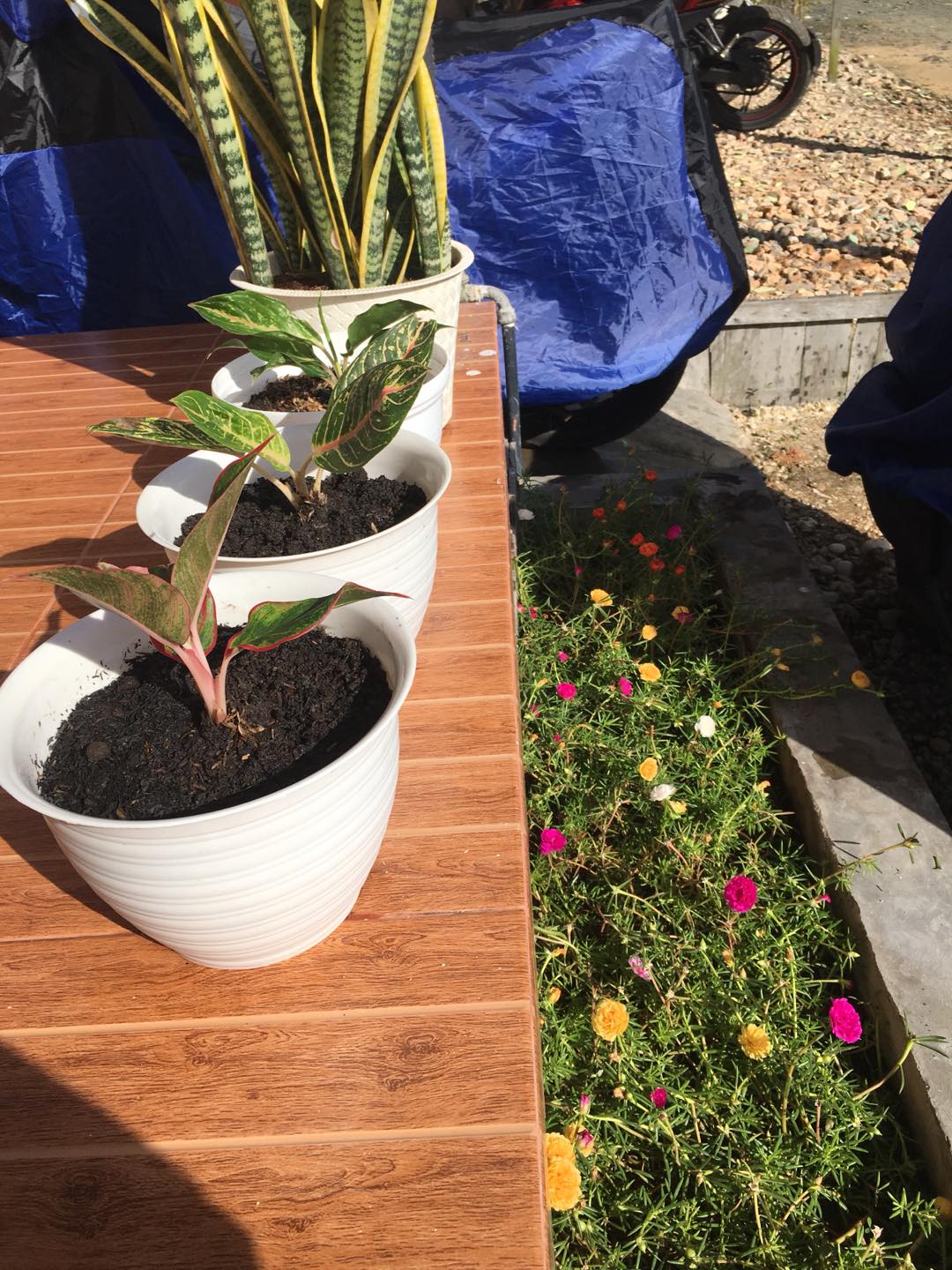 Aglaonema Butterfly - Bibit Aglaonema - Aglaonema - Aglonema Butterfly - Agonema - Bibit Aglonema