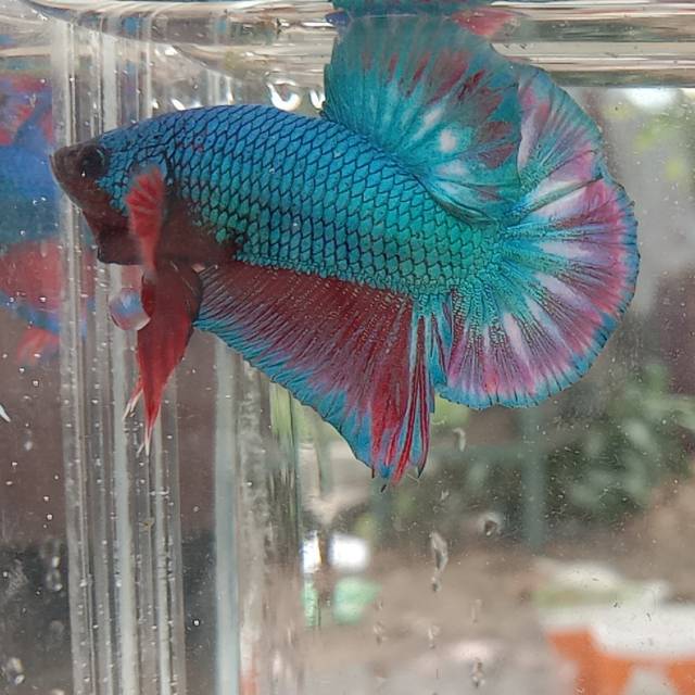 Cupang HMPK bahan SNI