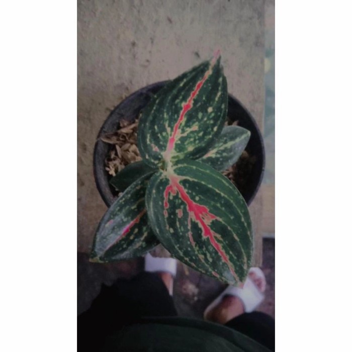 Bisa COD aglonema reanita anakan