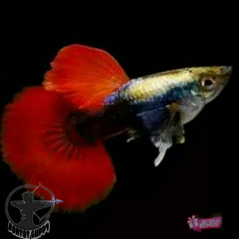 ikan guppy platinum red tail dombo ear