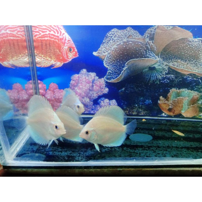 ikan hias discus blue diamond