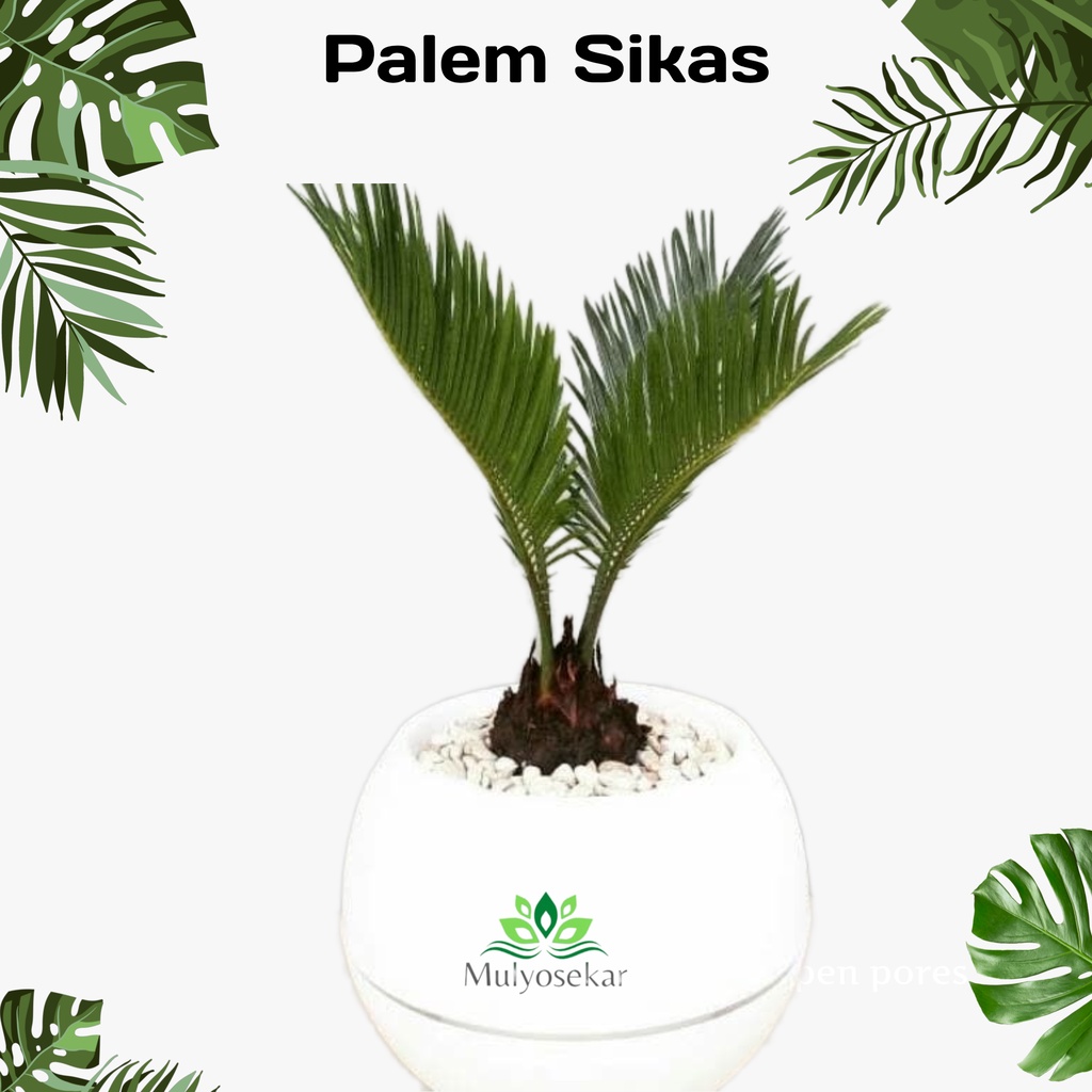 Tanaman hias Palem Sikas - Tanaman Hias Mawar Jambe tanaman hidup - Pohon Palm Sikas indoor