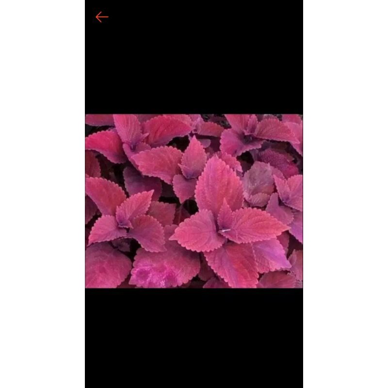 TANAMAN-HIAS-MIANA-MERAH//POHON-MIANA-MERAH//MIANA-HERBAL