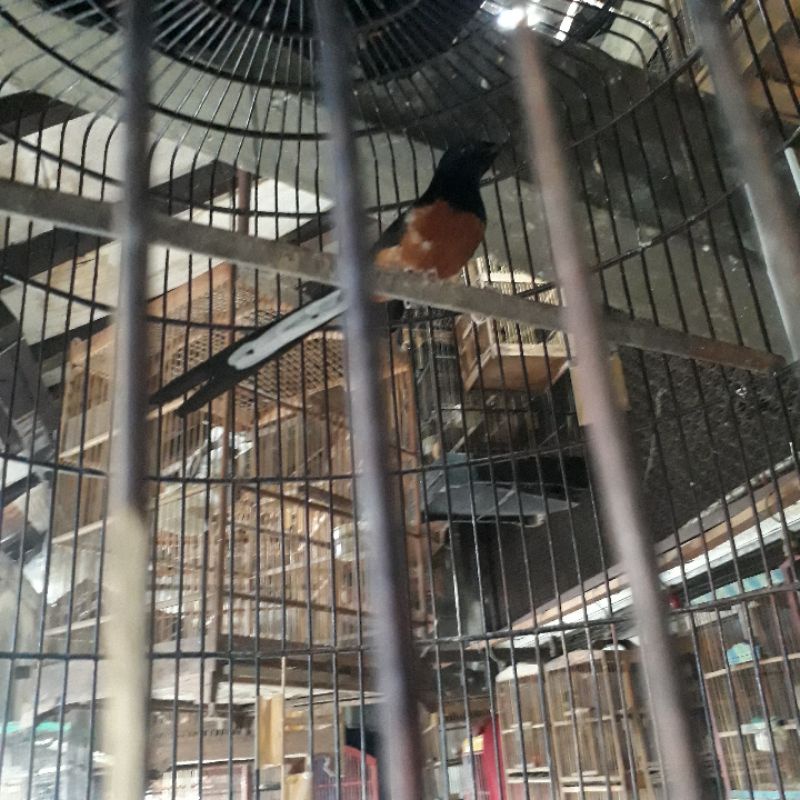 burung murai medan jantan 100%